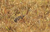 Red-winged Tinamou